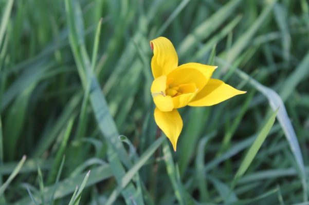 Leuchtend gelb streckt sich die Wildtulpe aus dem Gras