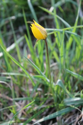 Eine noch fast geschlossene Wildtulpe