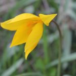 Zart und schön zeigt sich die Wildtulpe im Frühjahr