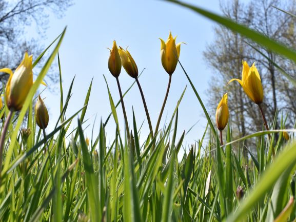 geschlossene Wildtulpen