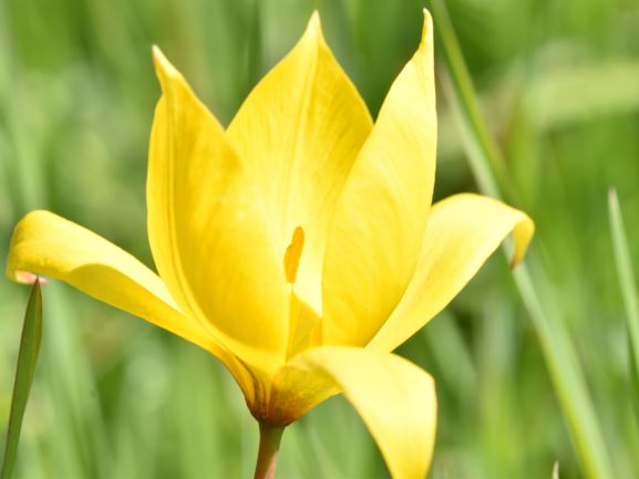 blühende Wildtulpe