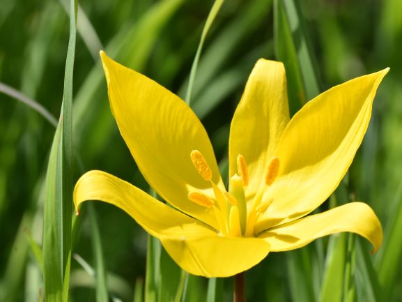 blühende Wildtulpe