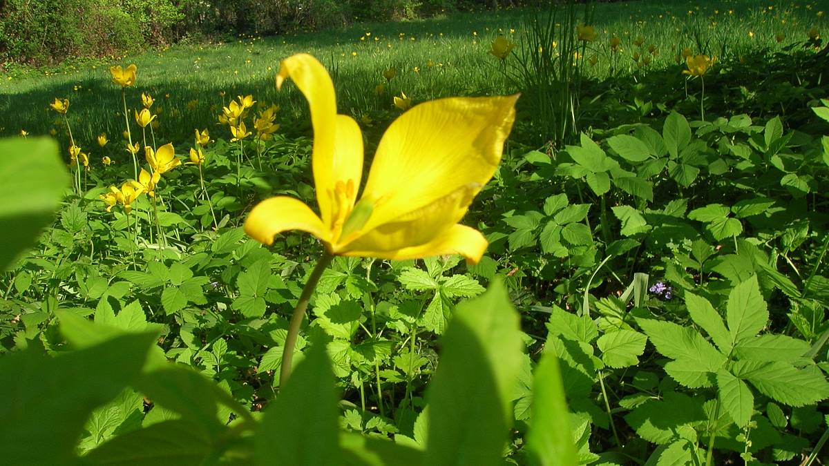 Wildtulpenwiese Mösthinsdorf